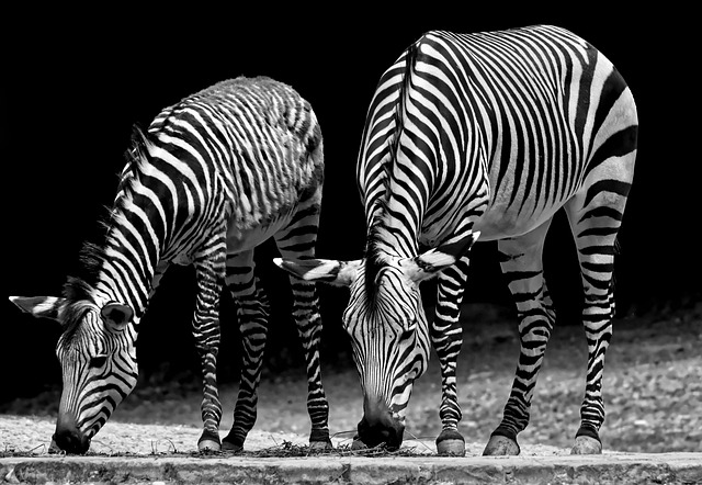 Zebry to kilka gatunków afrykańskich koniowatych (rodzina koni) połączonych charakterystycznymi czarno-białymi pasiastymi płaszczami. Ich paski występują w różnych wzorach, unikalnych dla każdego osobnika. Są to na ogół zwierzęta społeczne, które żyją w stadach od małych po duże. W przeciwieństwie do ich najbliższych krewnych, koni i osiołków, zebry nigdy nie były prawdziwie udomowione. Źródło: Wikipedia.